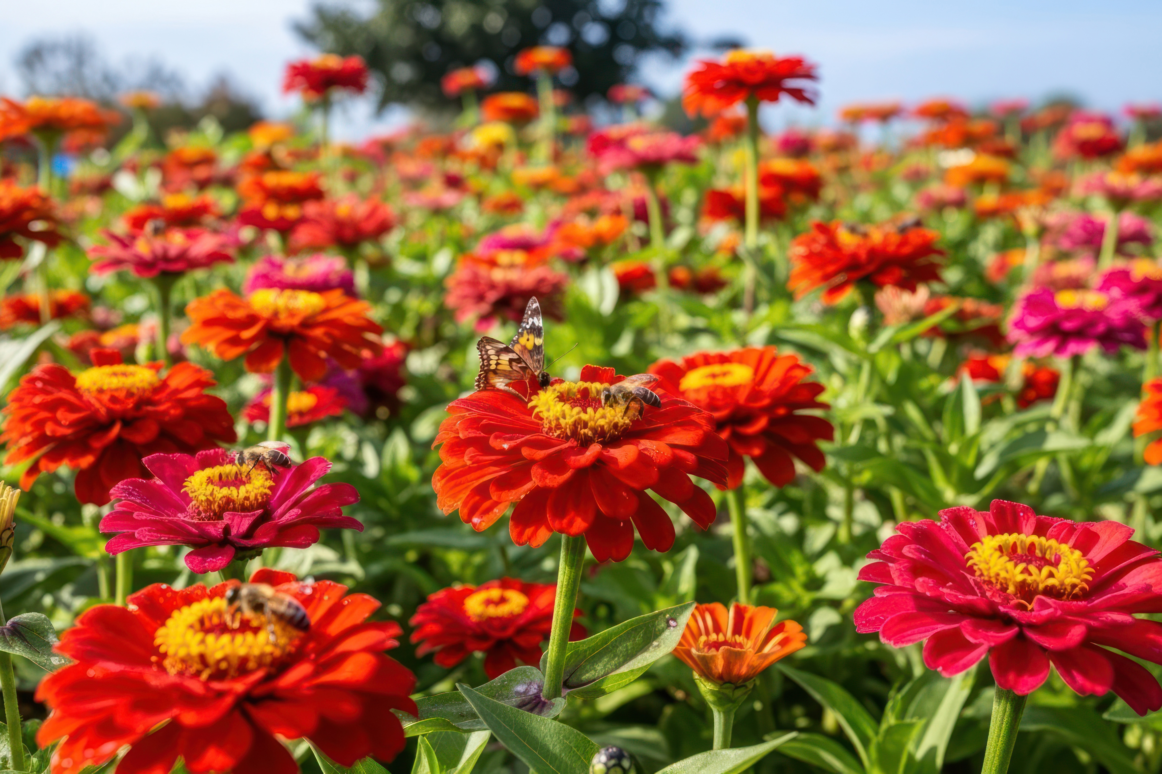 Zinnia field 
