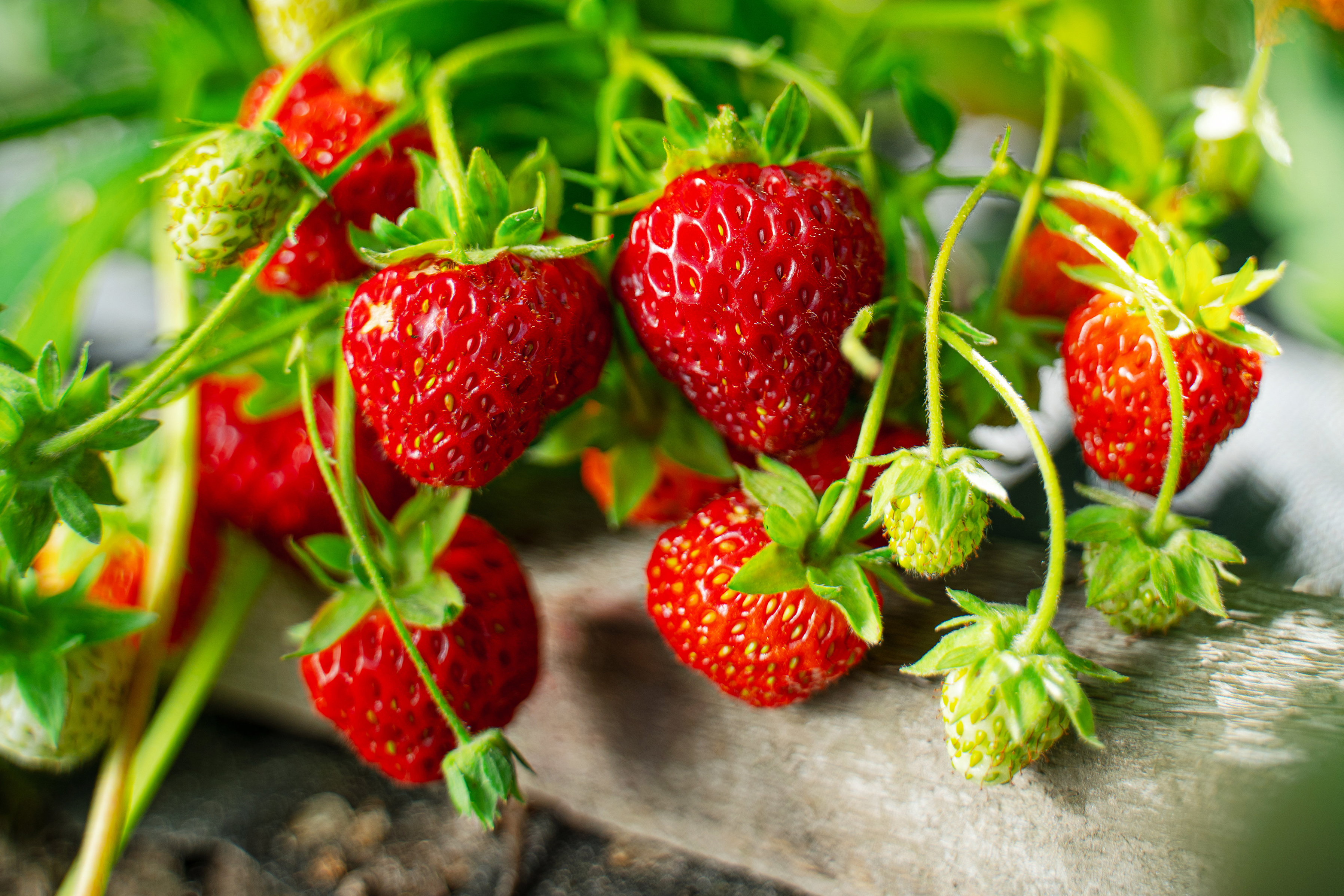 Strawberry field