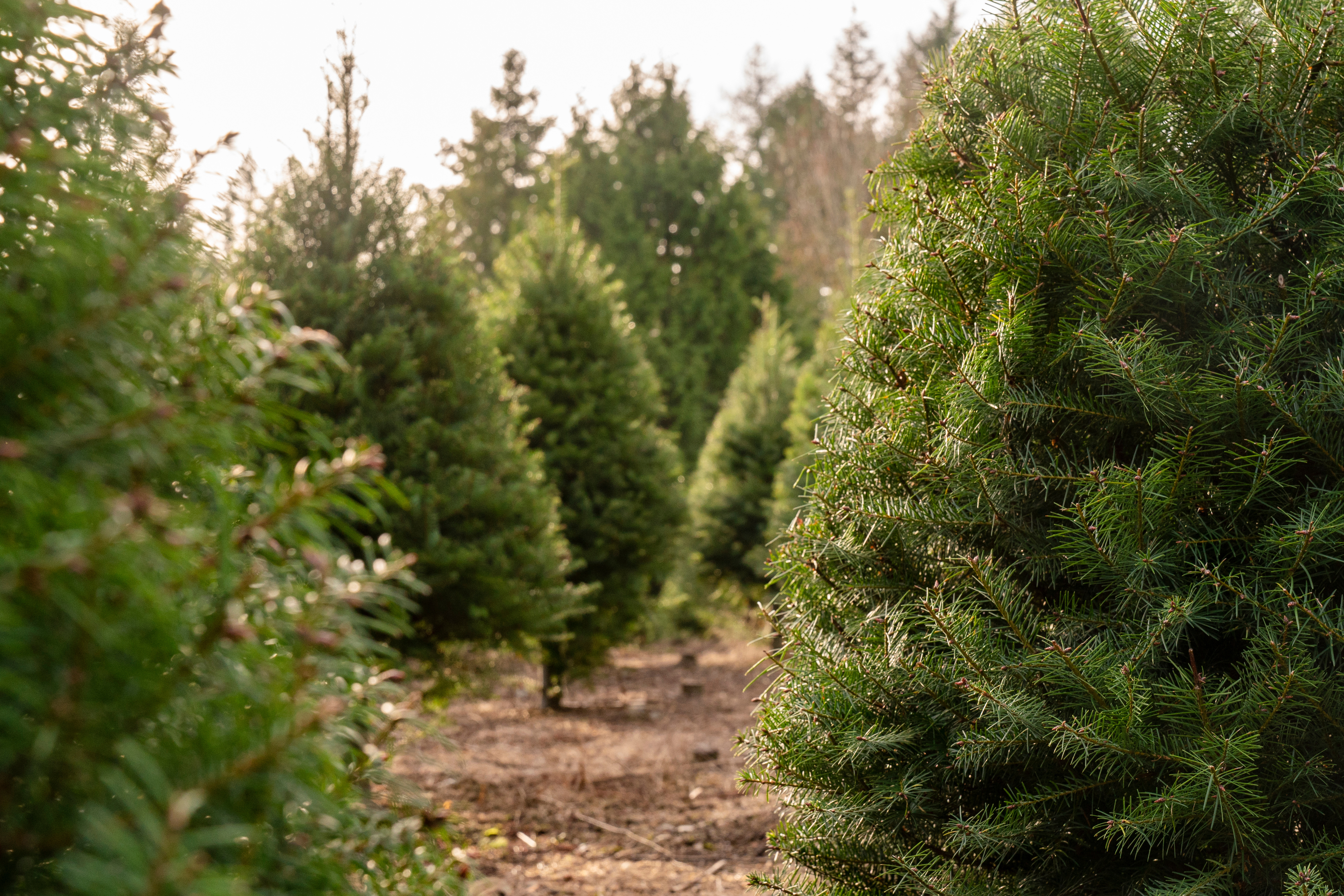Christmas Tree Farms