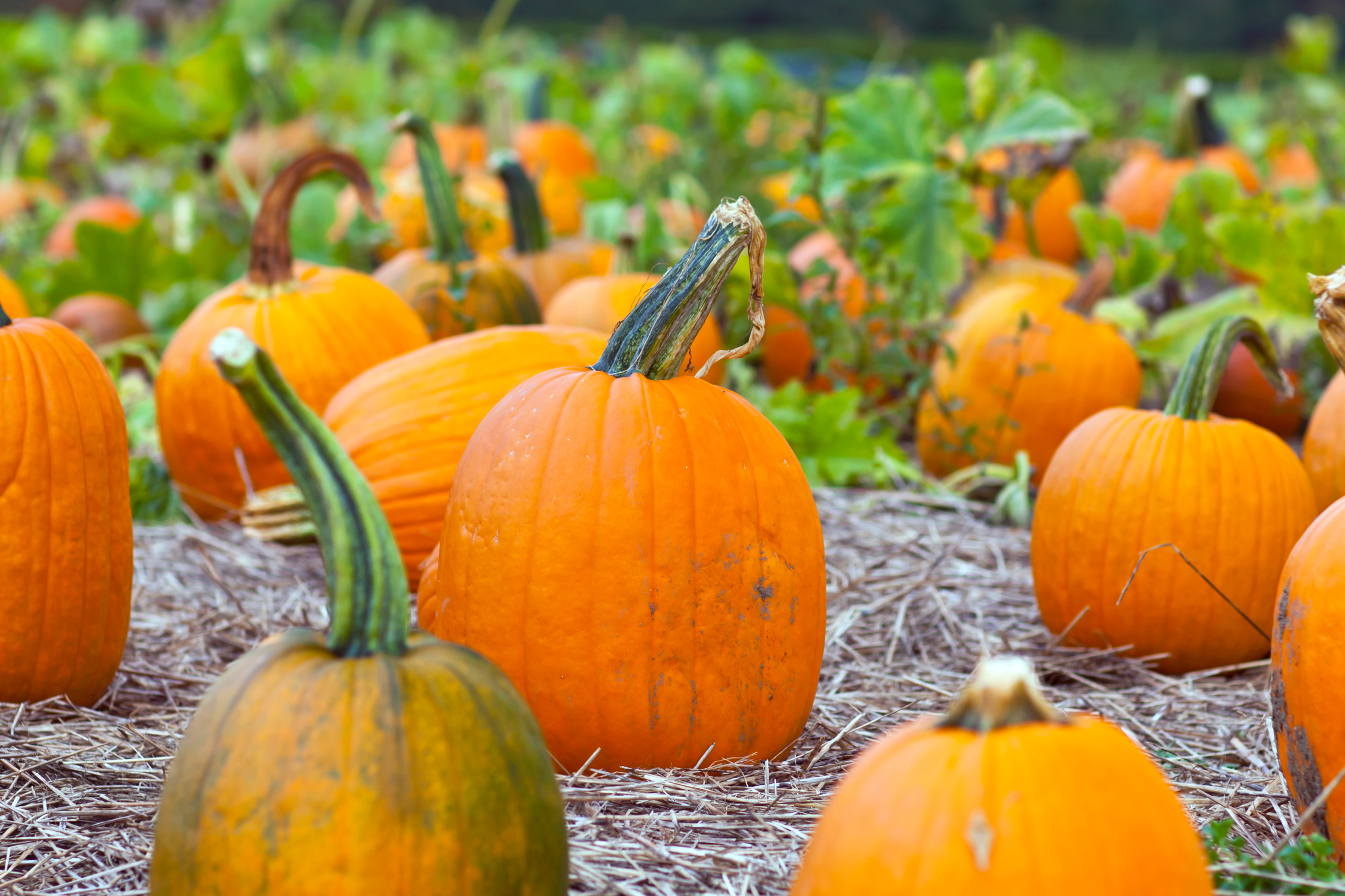 Pumpkins in a field