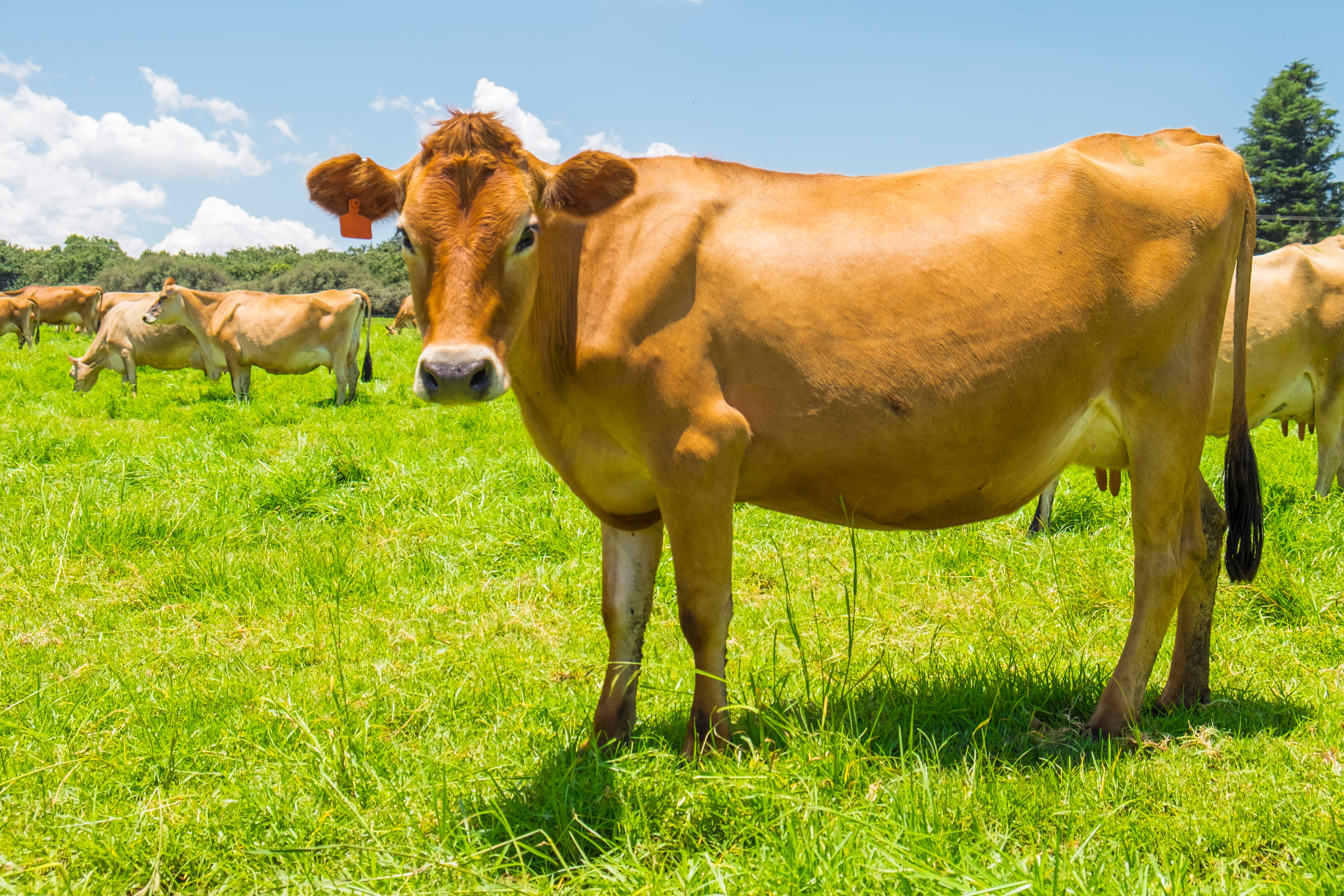 Dairy cow