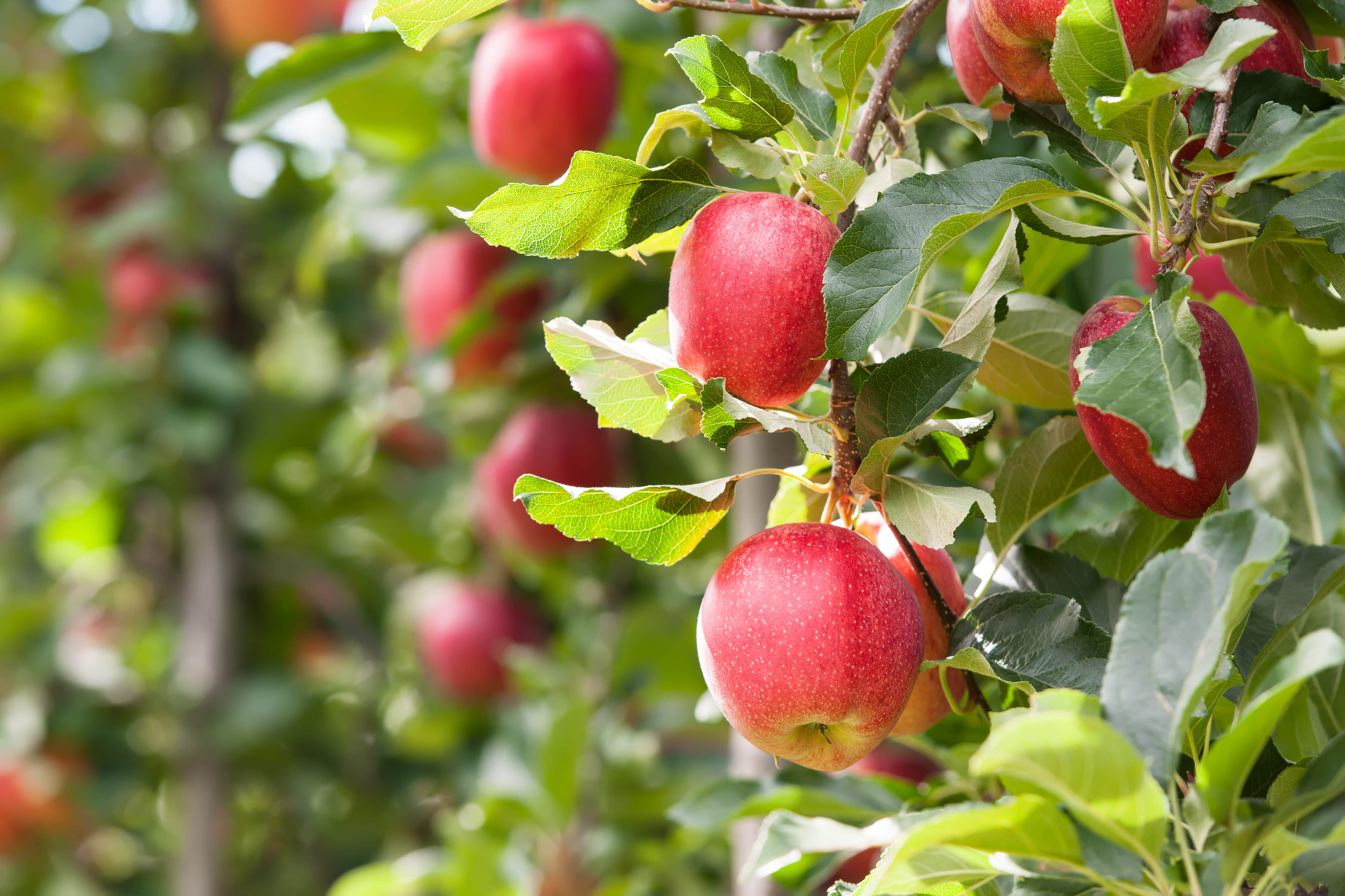 Orchards