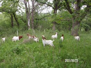 managing forest site preparation with goats 