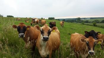 Our Jersey Milk Cows