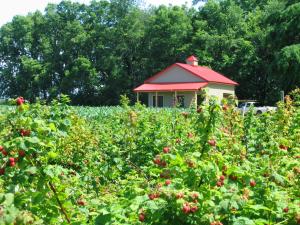 U Pick berry farm, red and black raspberries, blackberries, blueberries and tart cherries