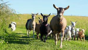 Goats at Lucky Star Farm