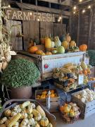 Fall season at Cortum Farm &amp; Co