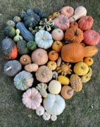 We specialize in ornamental specialty pumpkins at Cortum Farm &amp; Co