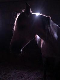 Horses at Red Roof Stable Farm LLC