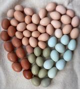 Beautiful eggs from our hens at Cortum Farm &amp; Co