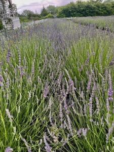 Jester Hill Farm Lavender