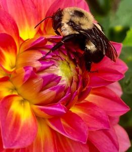 Jester Hill Farm flower bee 