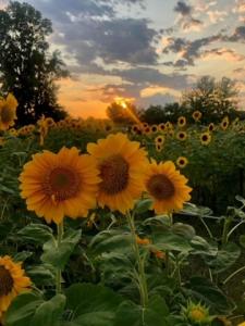 Jester Hill Farm Sunflowers