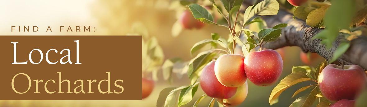 Banner image of an apple tree branch full of apples with text that says: "find a farm: Local Orchards".