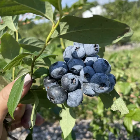 Blueberry Bottom Farm