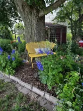Bench situated amongst greenery with blooming purple flowers.