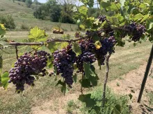 Bunch of ripe grapes on vine at Nearwood Winery and Vineyards.