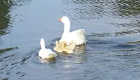 Adult and young duck swimming in a pond at Brink Farms.