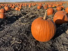 Large orange pumpkins sitting in a field