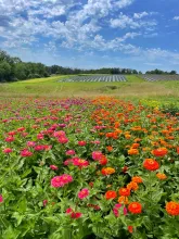 Field of red flowers at PepperHarrow Farm. 