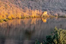 Deer drinking from a still pond