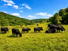 Black Angus cattle grazing in a scenic pasture at Waterloo Hollow in northeast Iowa.