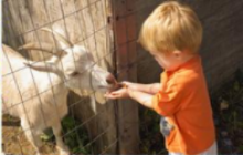 Little boy feeding a goat 