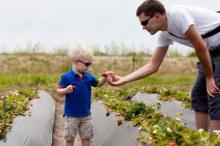Boy and dad picking strawberries