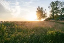 Field with trees and grass