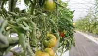 Tomatoes Growing in Hight Tunnel