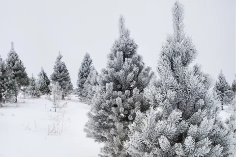 snow covered Christmas tree field
