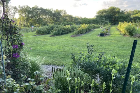 north view of reds in the summer