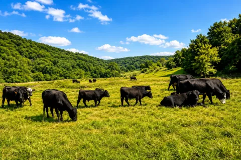 Black Angus cattle grazing in a scenic pasture at Waterloo Hollow in northeast Iowa.