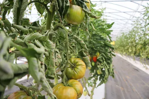 Tomatoes Growing in Hight Tunnel